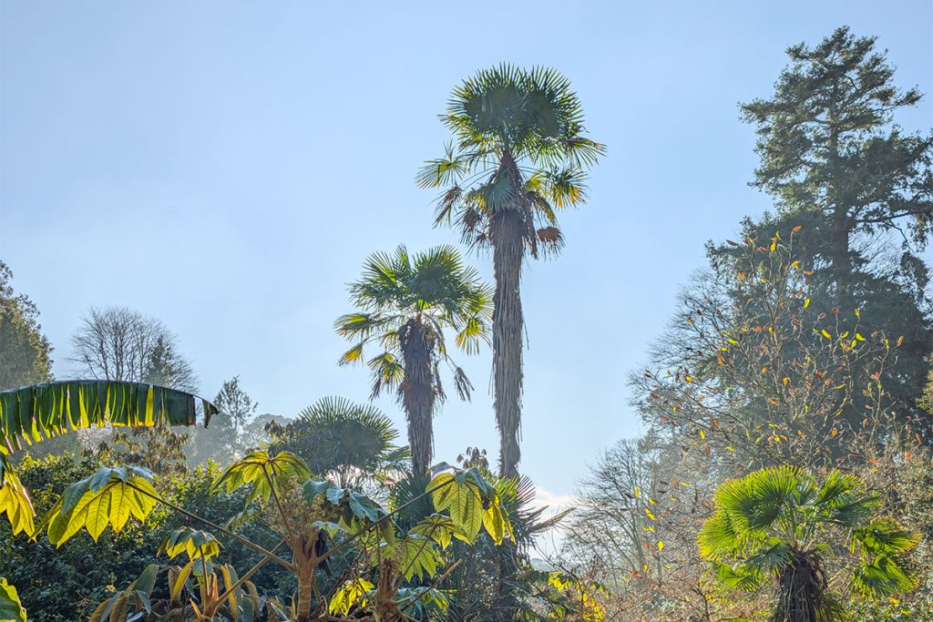 Two tall palm trees surrounded by sub-tropical plants in winter at Trebah Garden