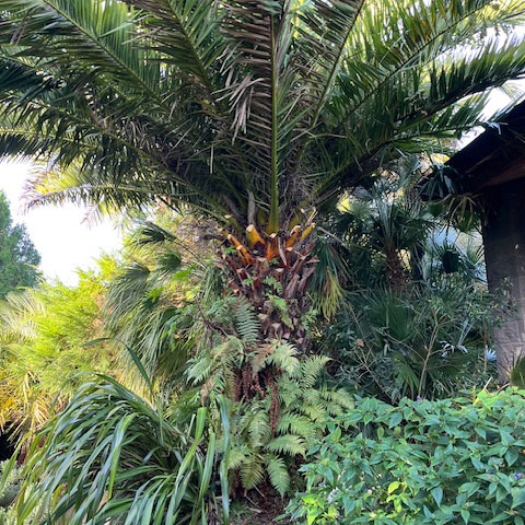 Trimmed date palm at trebah garden