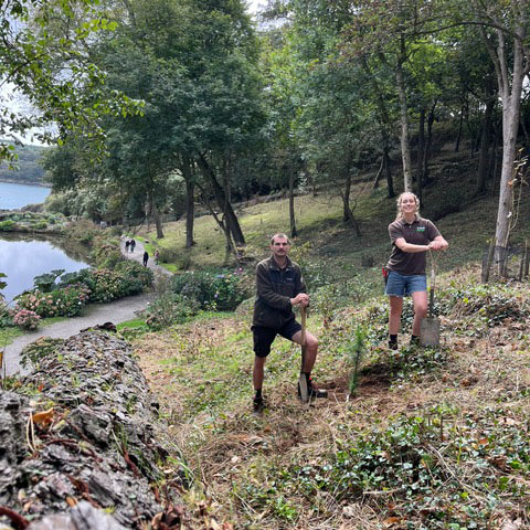 Gardeners stood next to a newly planted radiata pine at trebah