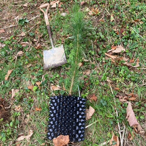 Newly planted radiata pine at trebah