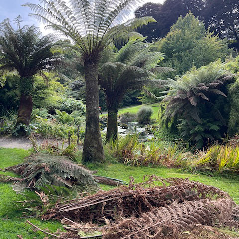 Tree fern fronds on the ground at trebah garden