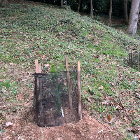 Newly planted radiata pine at trebah