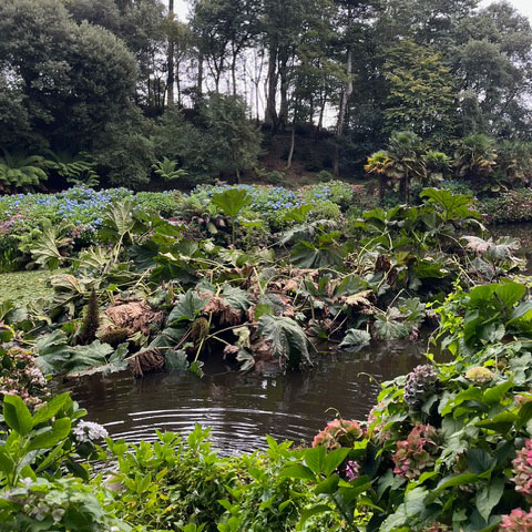 Before: The gunnera island on Mallard Pond at Trebah