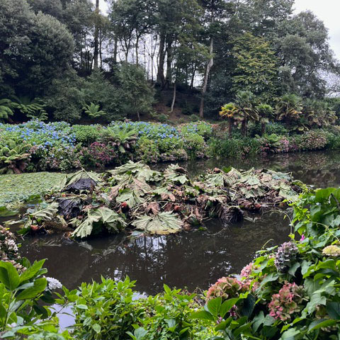 After: The gunnera island on Mallard Pond at Trebah