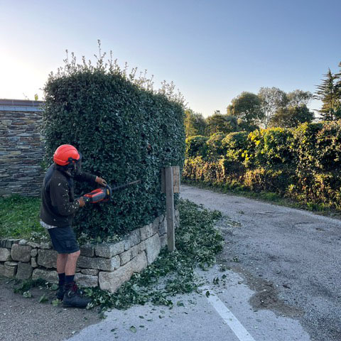 Gardener trimming a hedge at the court gaden at trebah