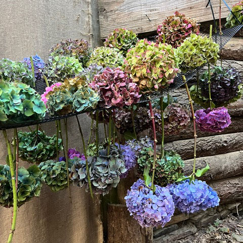 Cut hydrangeas at trebah garden