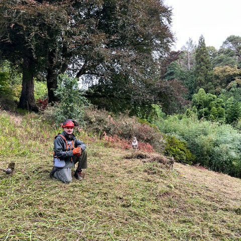 Gardener on a strimmed grass bank at trebah