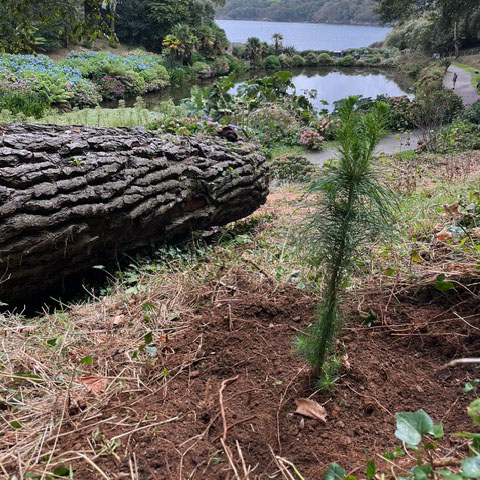Newly planted radiata pine at trebah