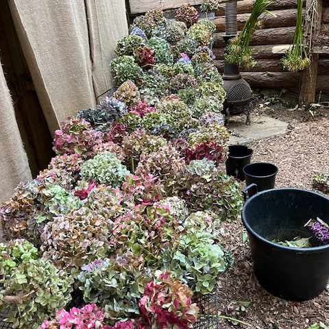 Cut hydrangeas at trebah garden
