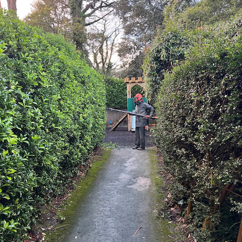 Garden trimming a hedge at trebah