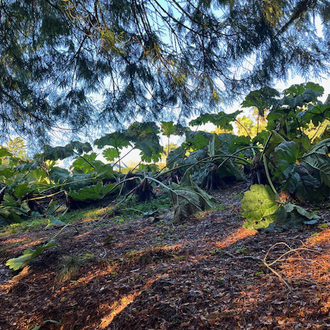gunnera at trebah