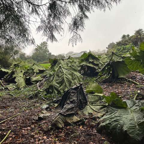 Cut gunnera at trebah