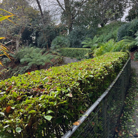Trimmed hedge at trebah