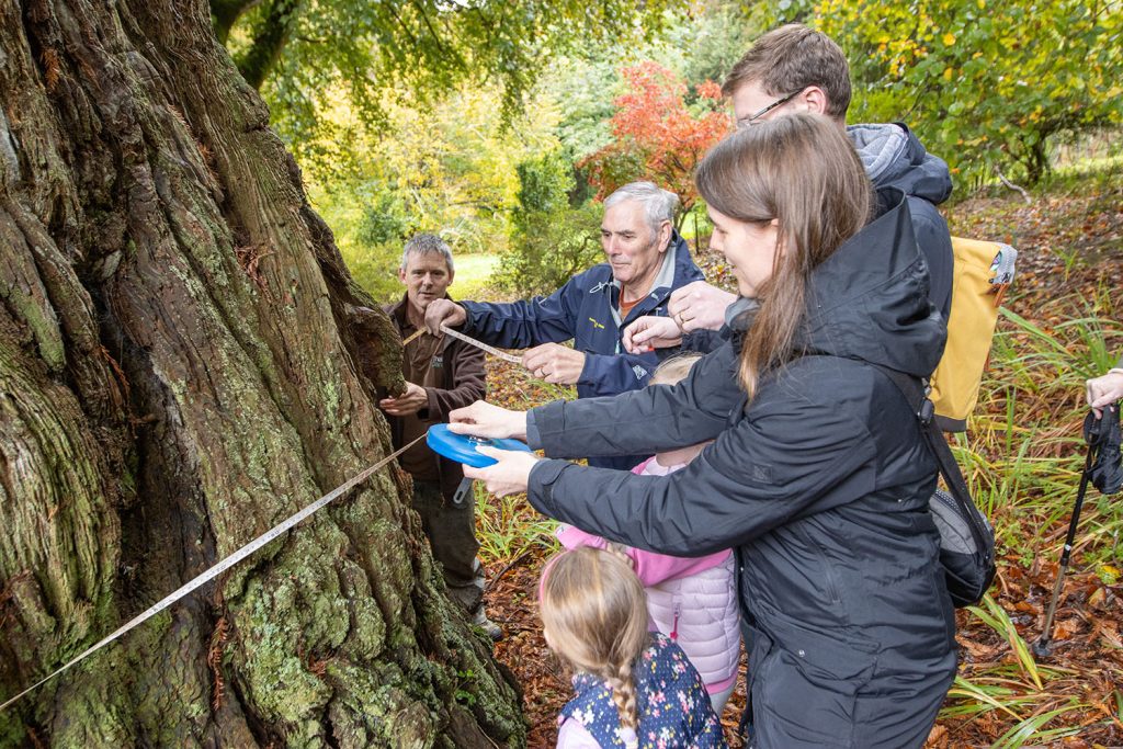 Weatherhead family and head gardener Darren Dickey measuring a redwood tree at trebah