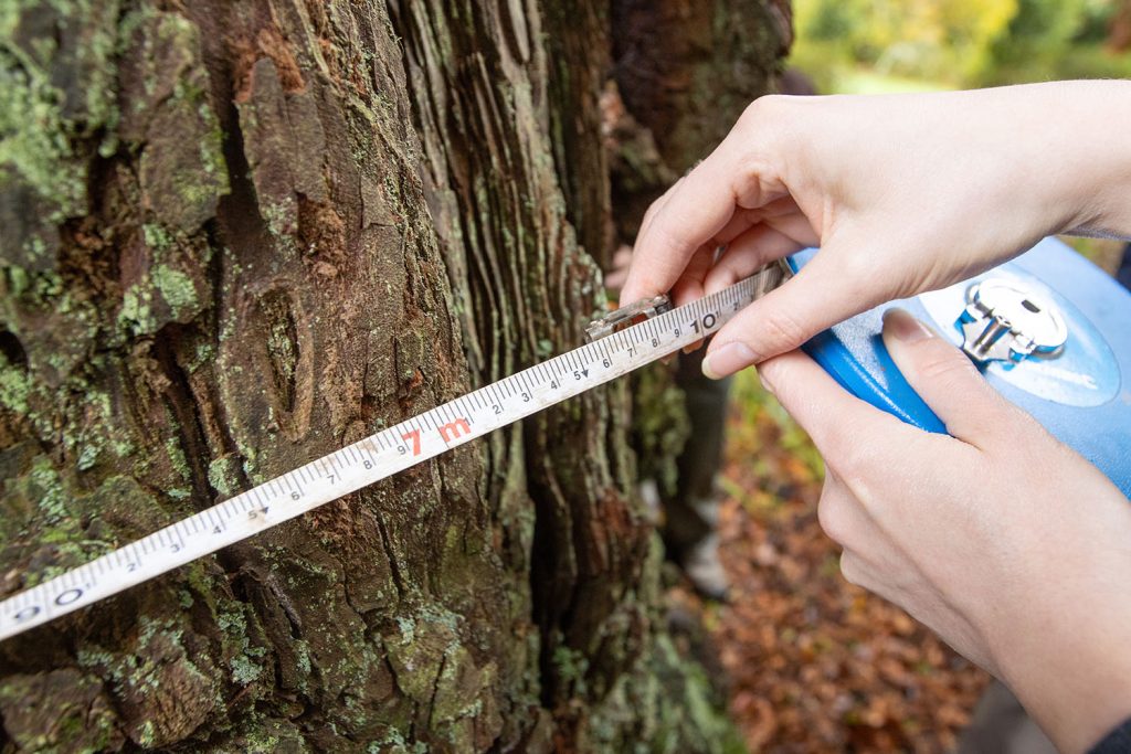 Circumference of a redwood tree being measured with a tape measure at trebah