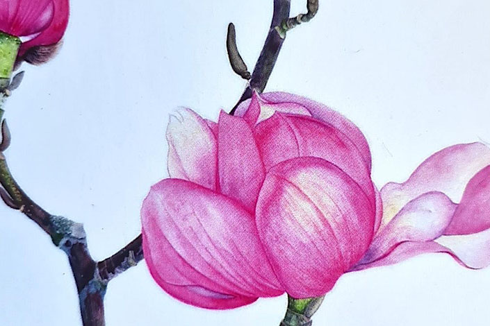 Watercolour painting of a pink magnolia flower