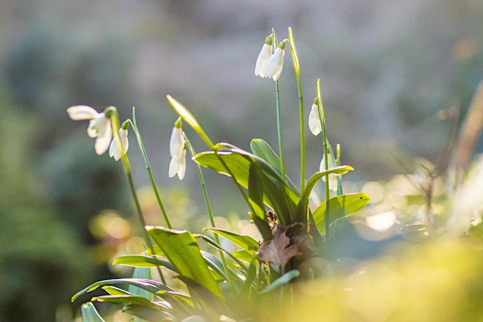 sunlit snowdrop flowers