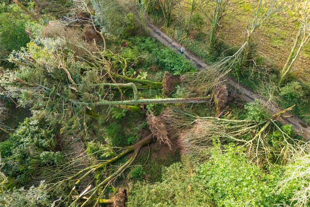 Drone photo of fallen trees at Trebah Garden after Storm Goretti, with a person standing next to them.