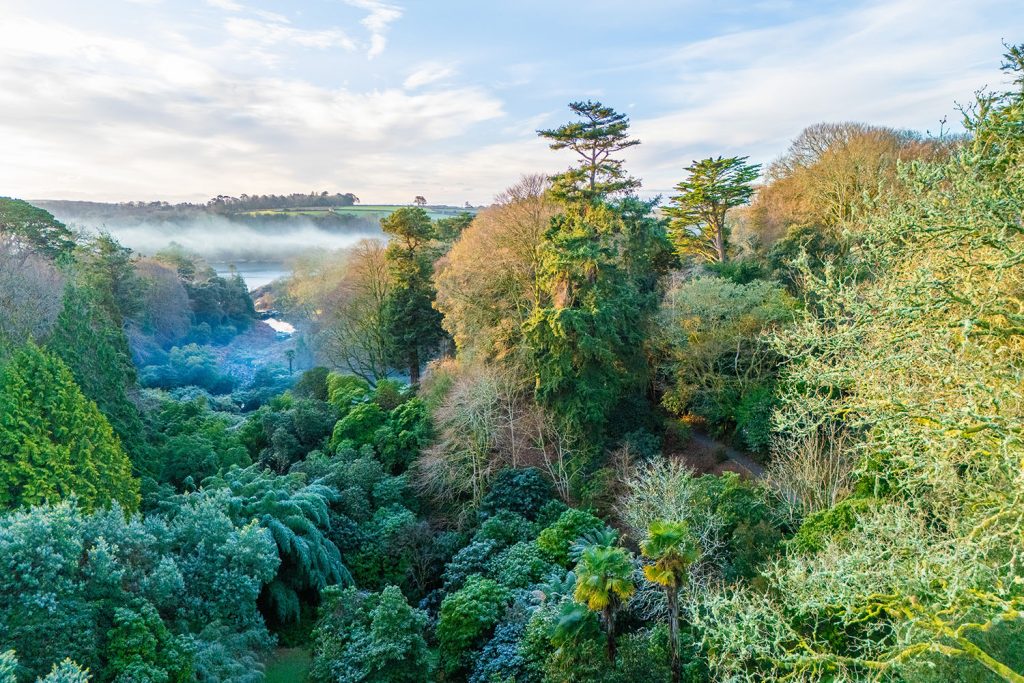 Trebah Garden in January