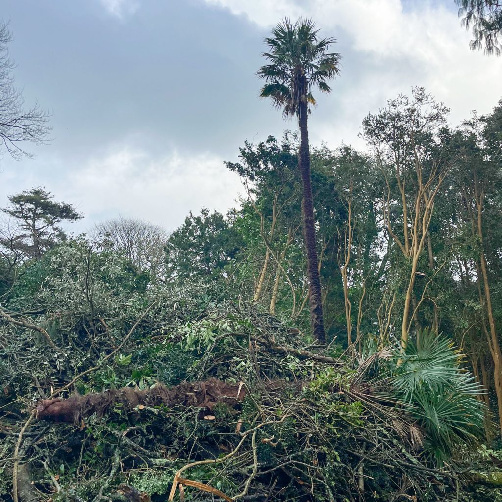 atall palm tree surrounded by fallen storm damaged trees