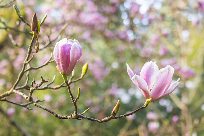 Trebah magnolia flower