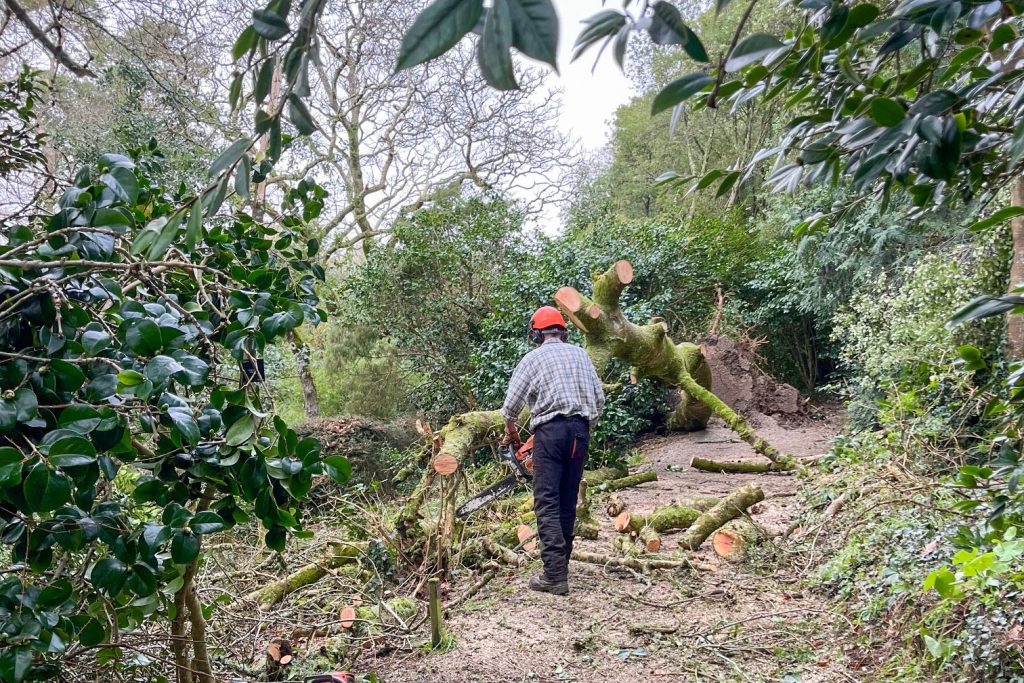 Man chainsawing a fallen tree at trebah garden