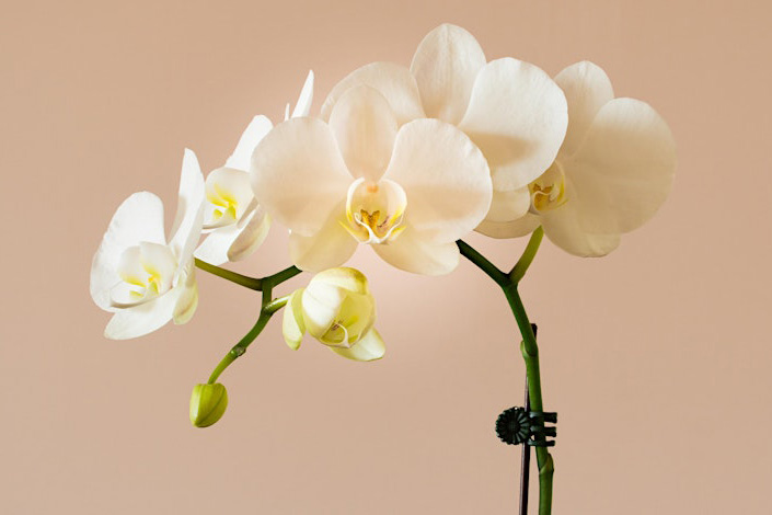 White orchid
