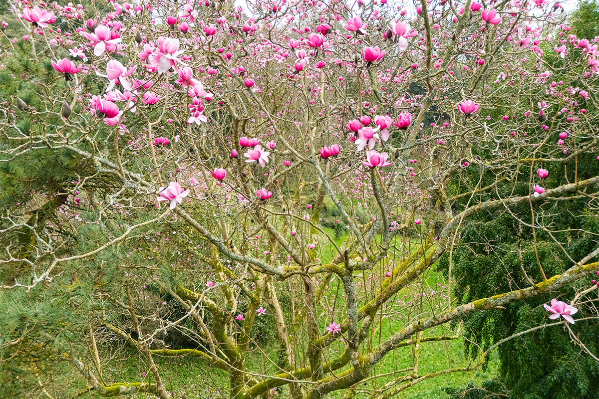 Trebah's magnolia campbellii in bloom