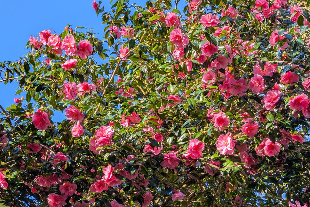 Trebah Garden in February