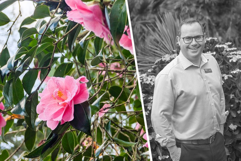 Trebah ceo jon and a pink camellia