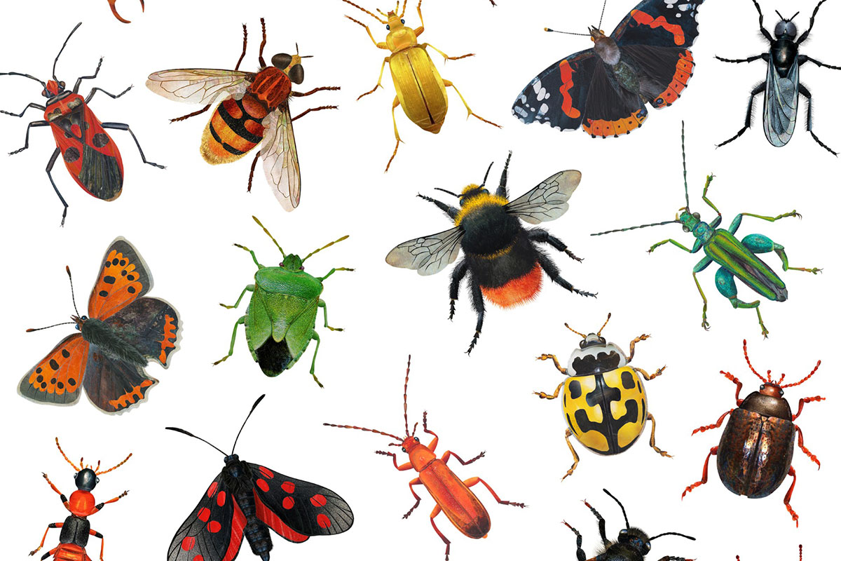 Illustrated British insects