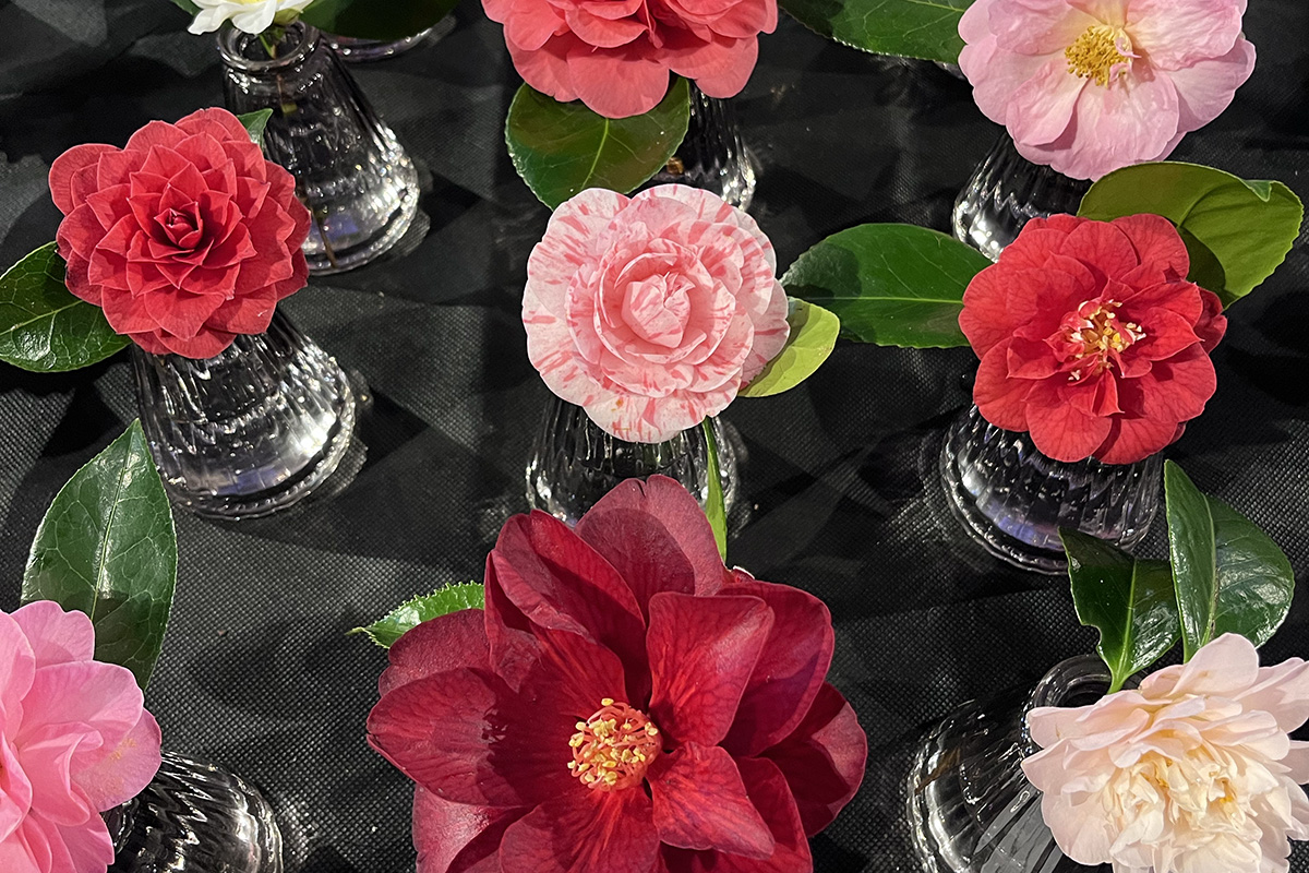 Selection of trebah's camellias displayed at falmouth flower show