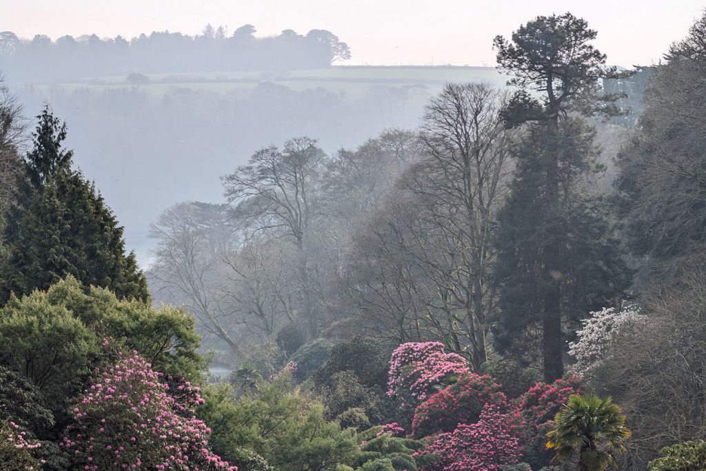 Trebah garden in March