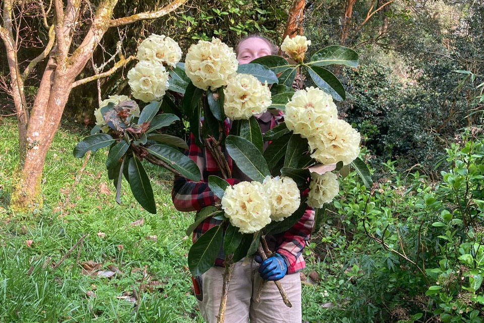 Trebah gardener holding cut rhododendron flowers