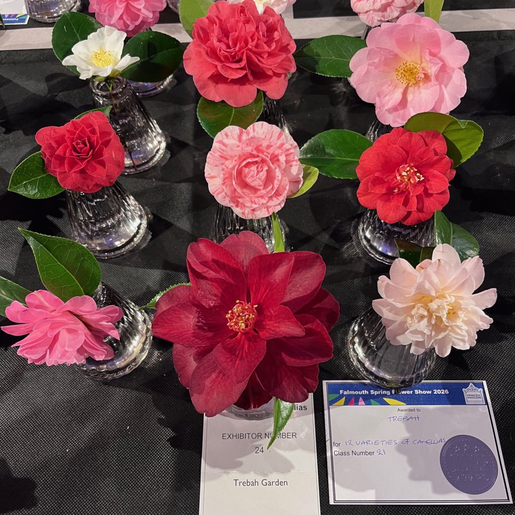 Trebah camellia displays at falmouth flower show
