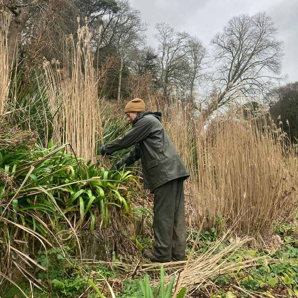 gardener cutting grasses at trebah