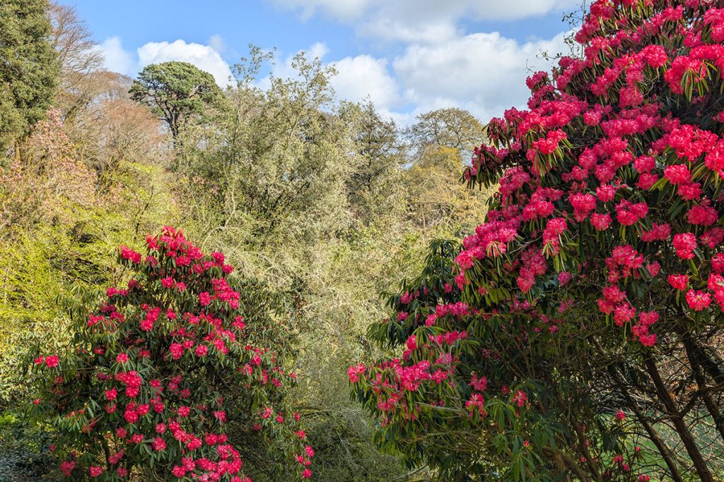 Rhododendron 'Glory of Penjerrick' in flower