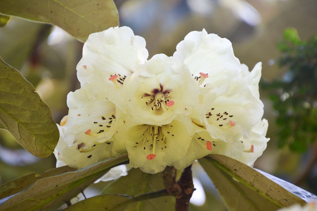 Rhododendron macabeanum's flowers