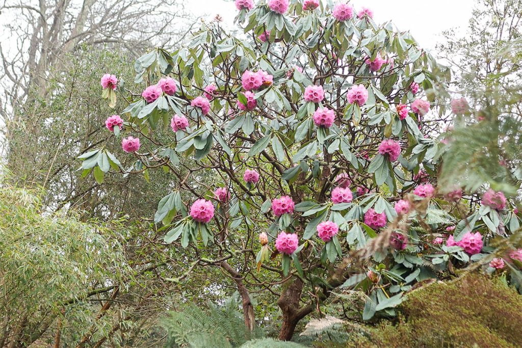 Rhododendron protistum