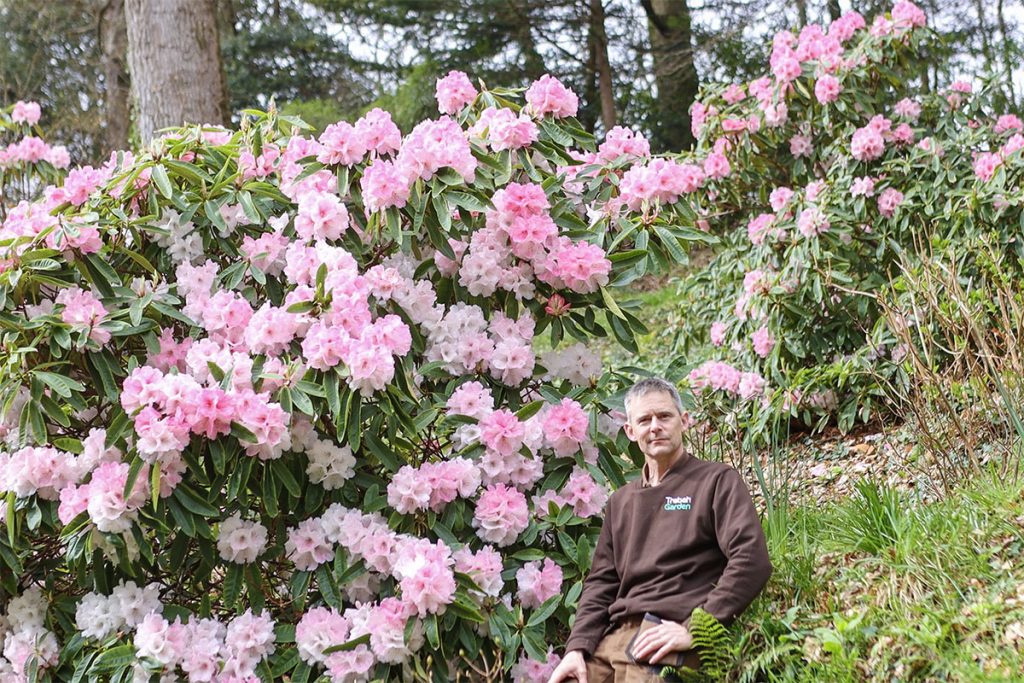 Trebah's Head Gardener Darren Dickey stood next to Rhododendron 'Trebah Gem' in flower