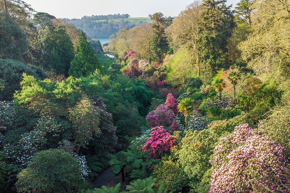 Drone photograph of Trebah's valley garen with the rhododendrons in flower