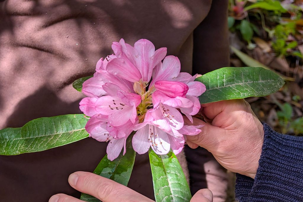Close up of rhododendron flower head whilst identifying them at trebah