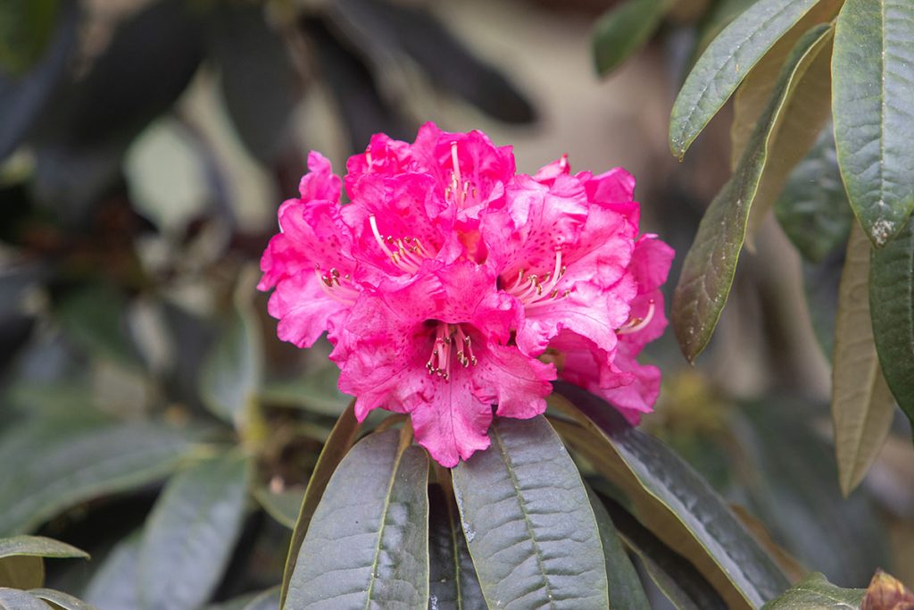 Rhododendron 'Riviera Beauty' in flower at Trebah Garden