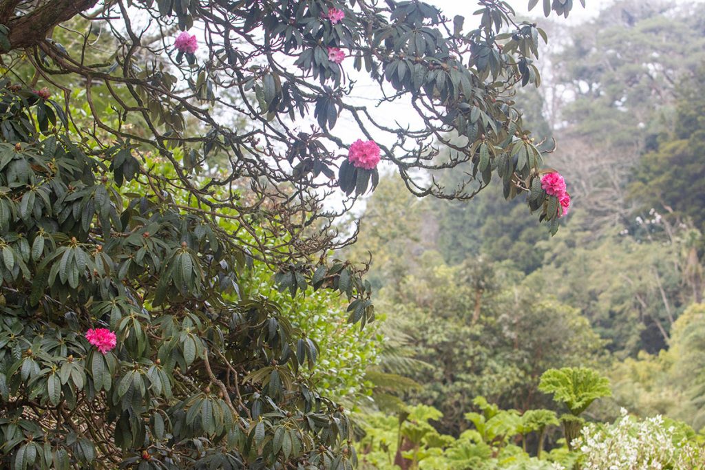 Rhododendron 'Riviera Beauty'