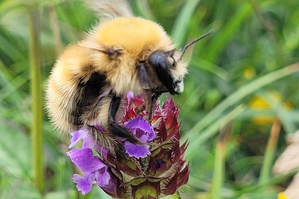 Bee on a flower
