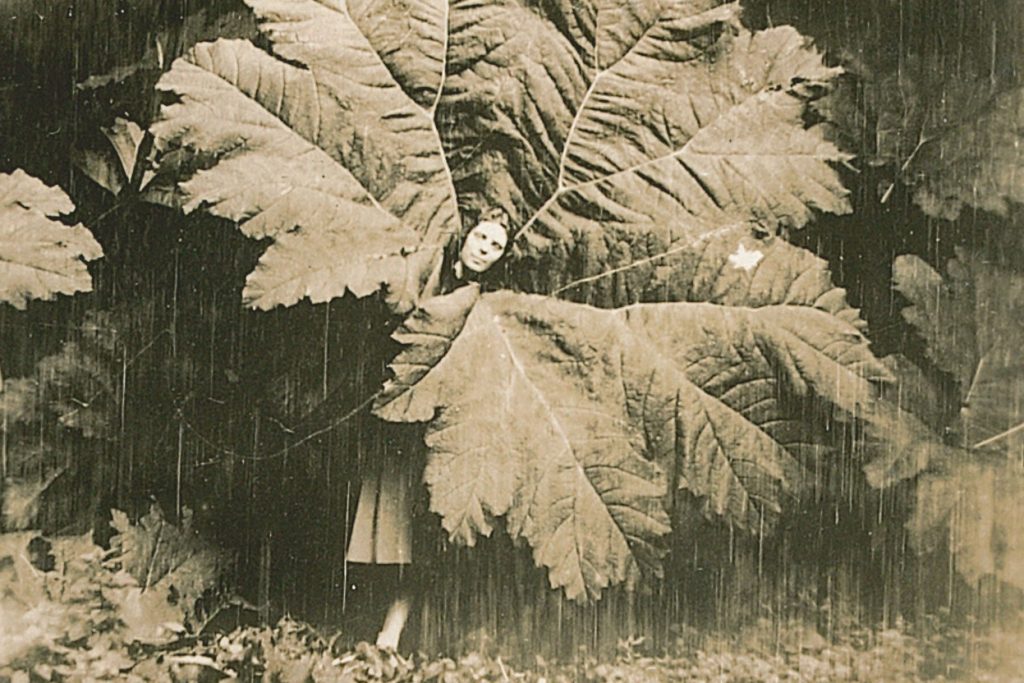 a historic photo of a woman poking her head through a gunnera leaf at trebah, c. 1920s