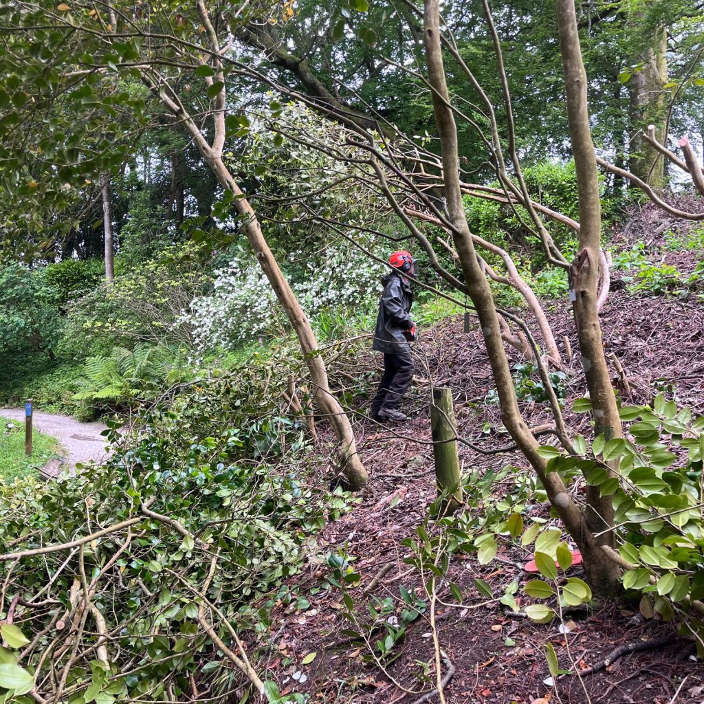 cutting down storm damaged trees at trebah