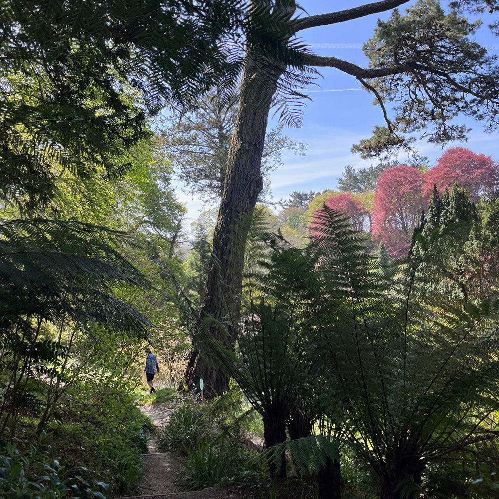 Spring view at trebah garden