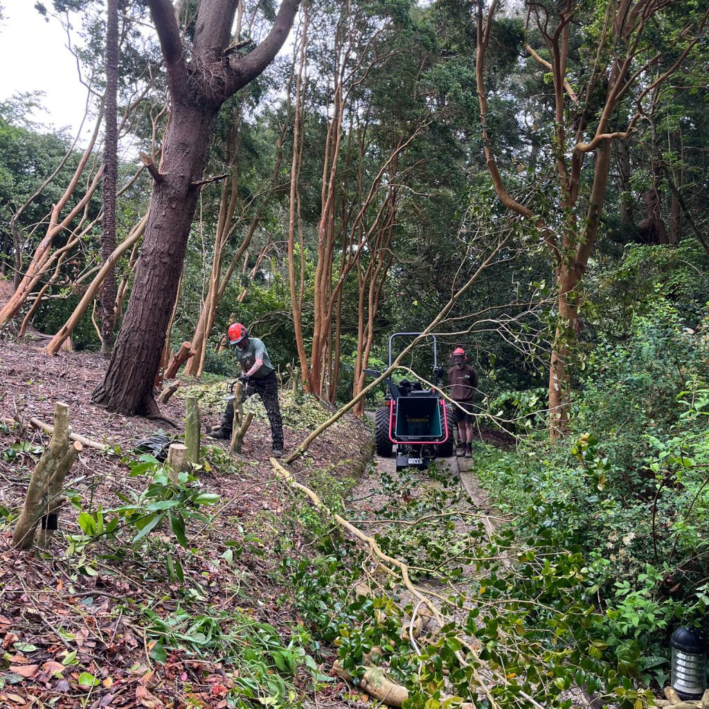 cutting down storm damaged trees at trebah