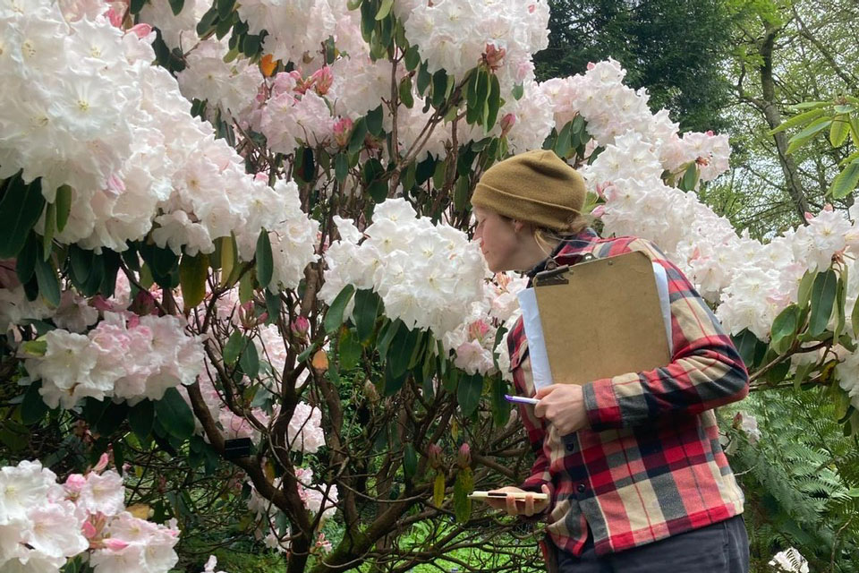 Trebah gardener sniffing a flowering rhododendron